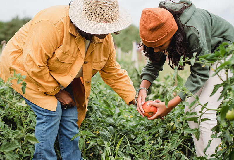 Image of women picking fruit