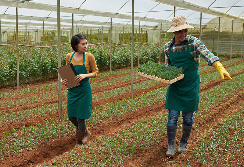 Image of farmers walking through a field of crops